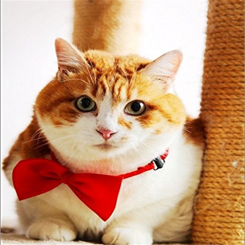 Verstelbare honden- en kattens - Pet Supplies Wholesale recensie en prijs