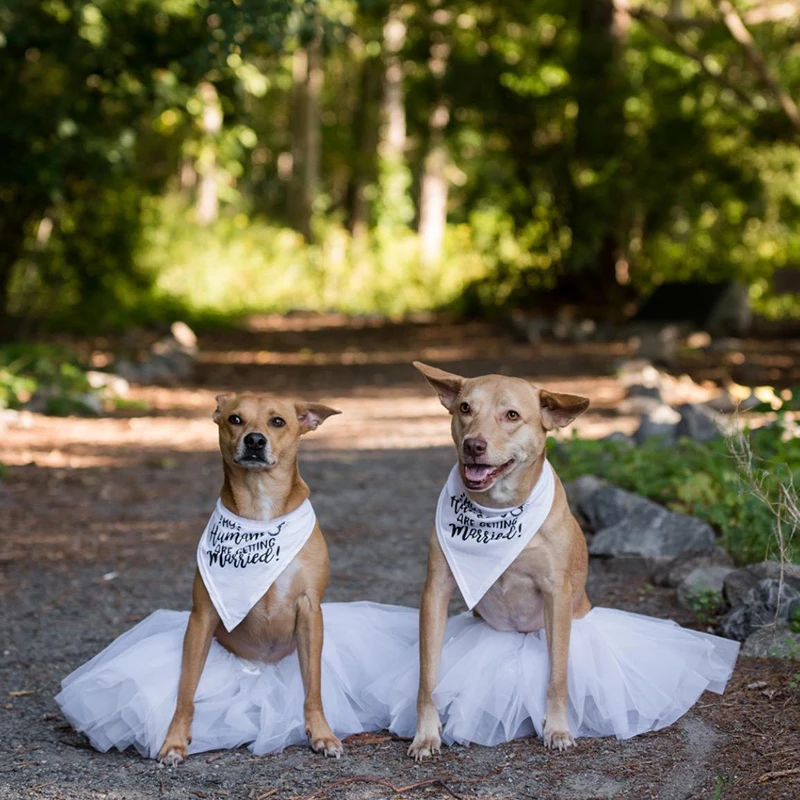 Mijn Mensen Zijn Trouwen Hond  - Dog Bandana Scarf recensie en prijs